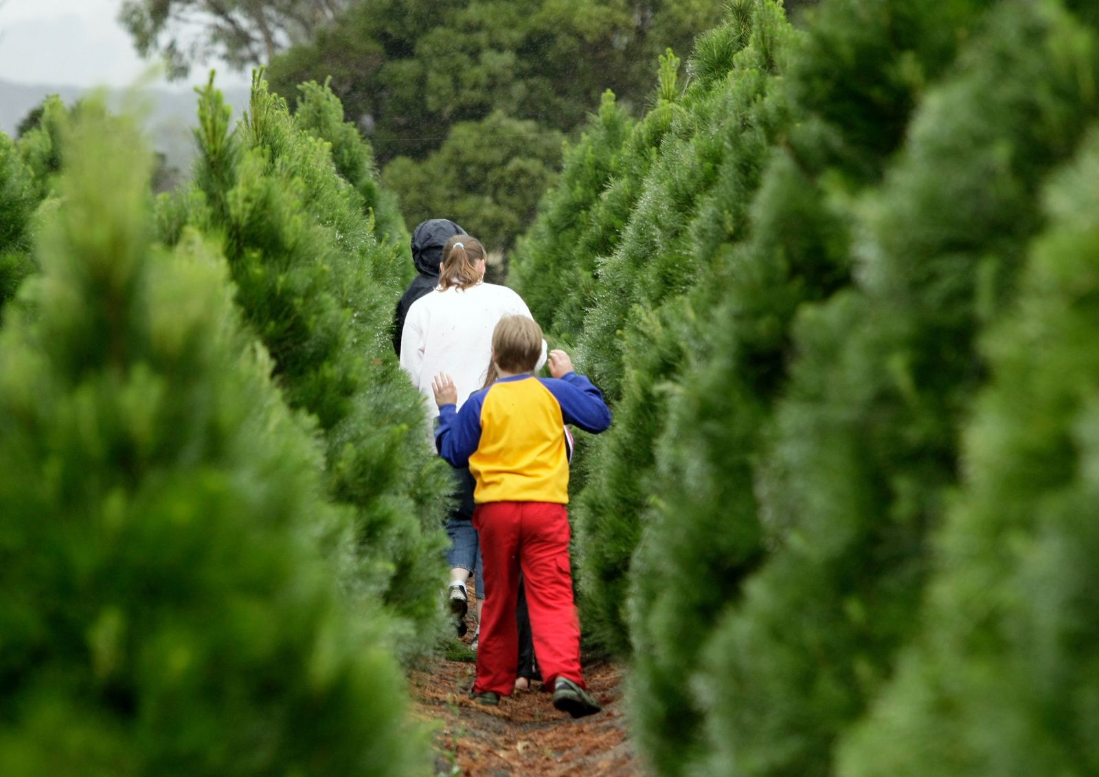 Picking Christmas tree